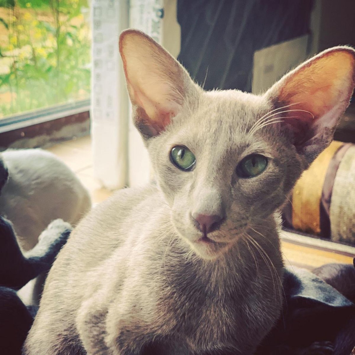 Порода кошек Форин Вайт