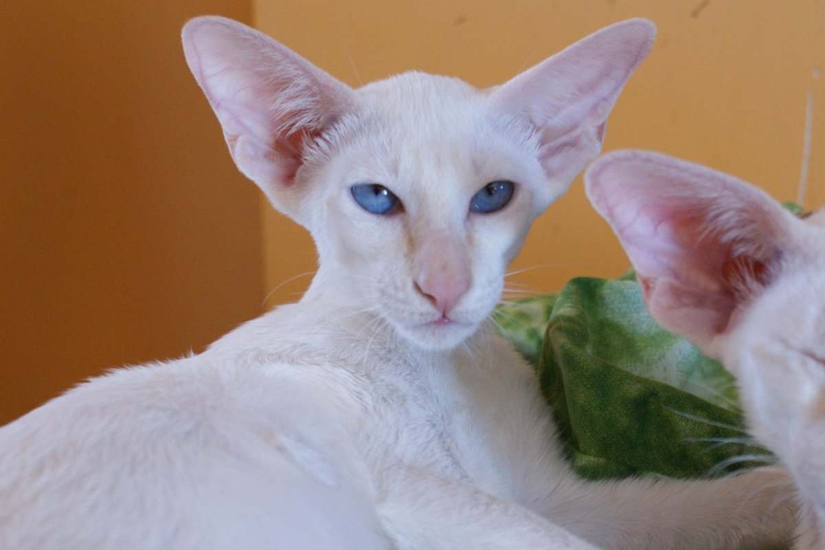 Коты ориенталы