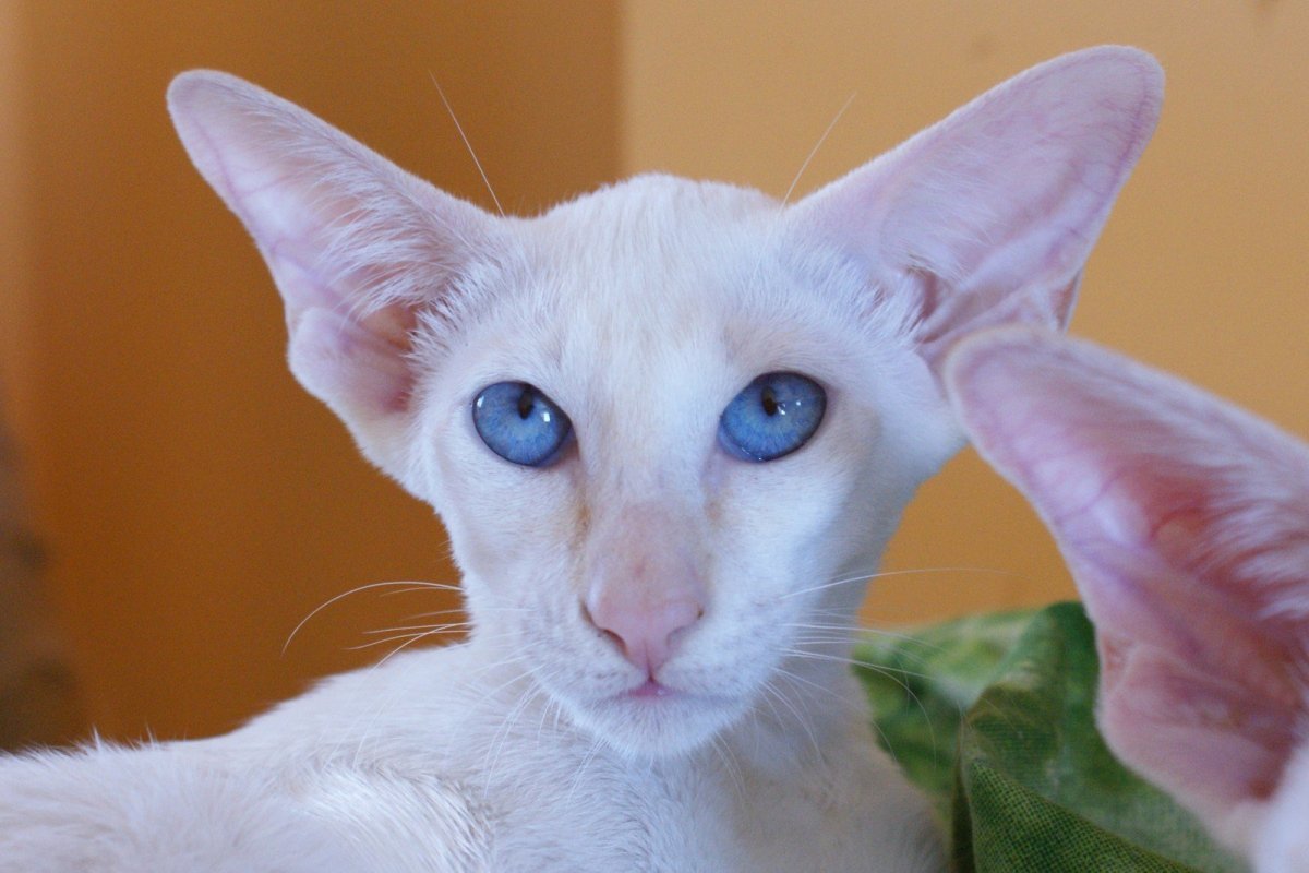 Сиамский Петерболд