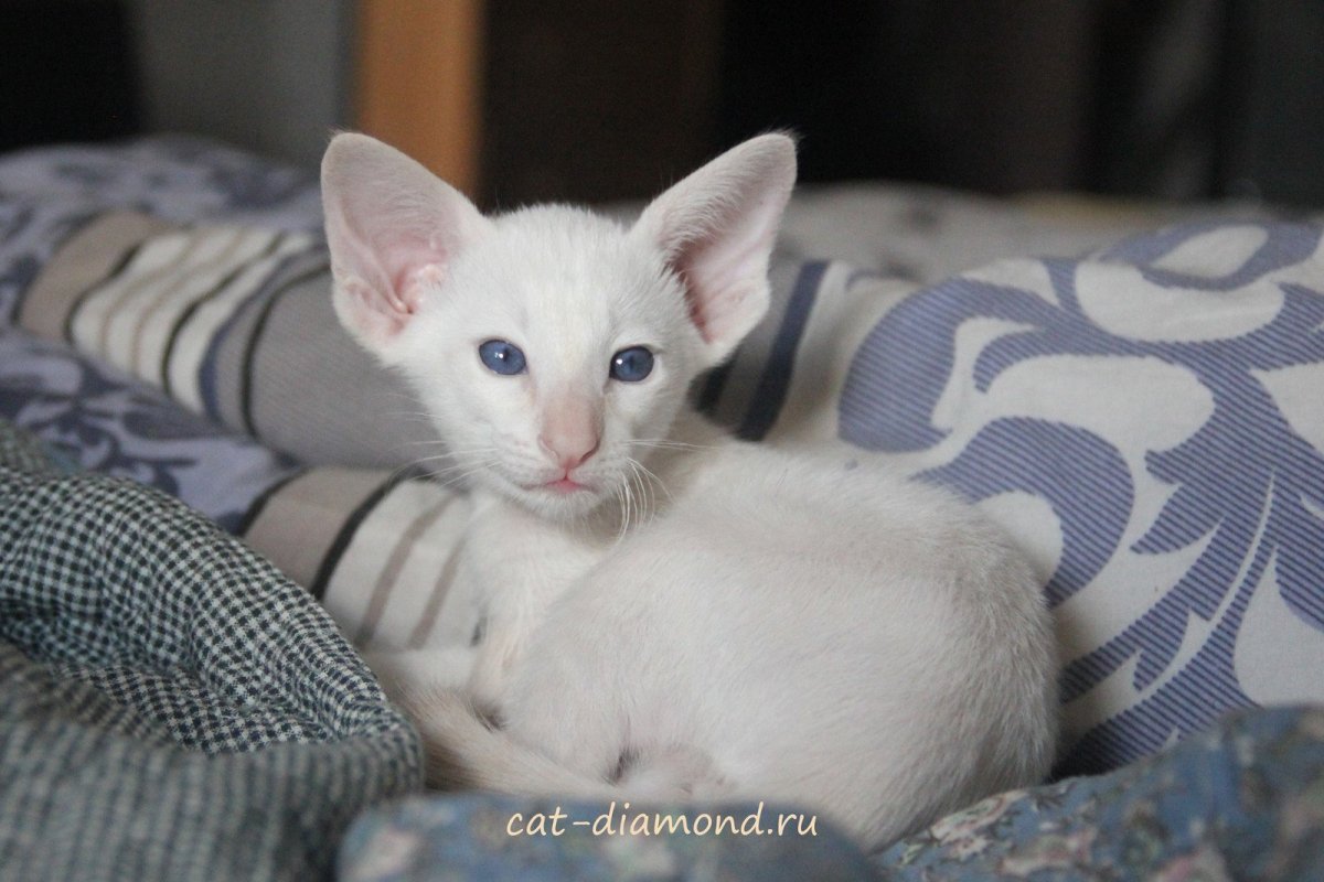 Ориентальная кошка