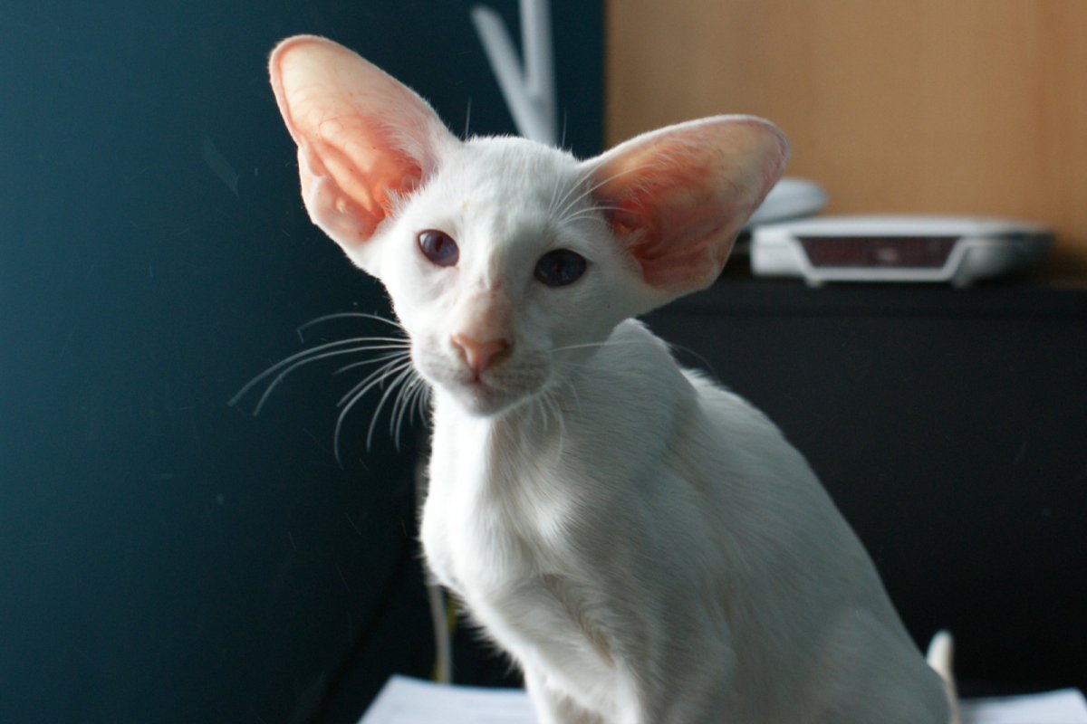 Кот породы Ориентал