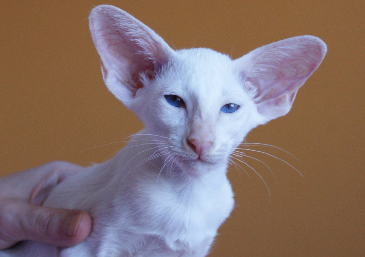 Ориентальная кошка грузинка