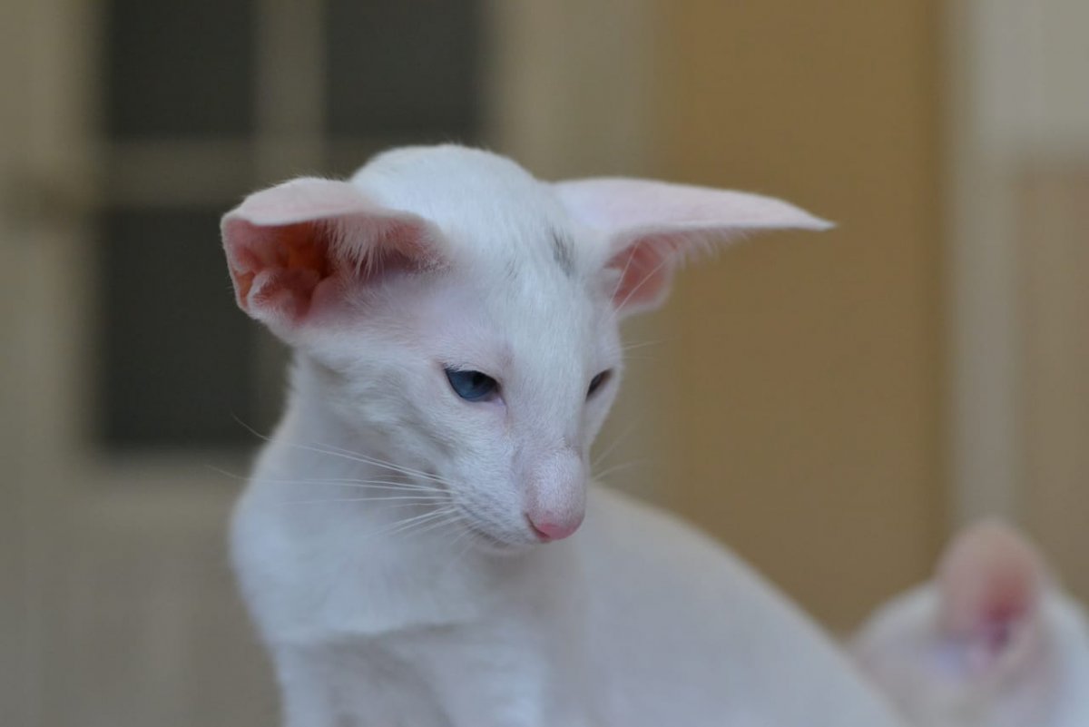 Ориентальная порода Форин Вайт