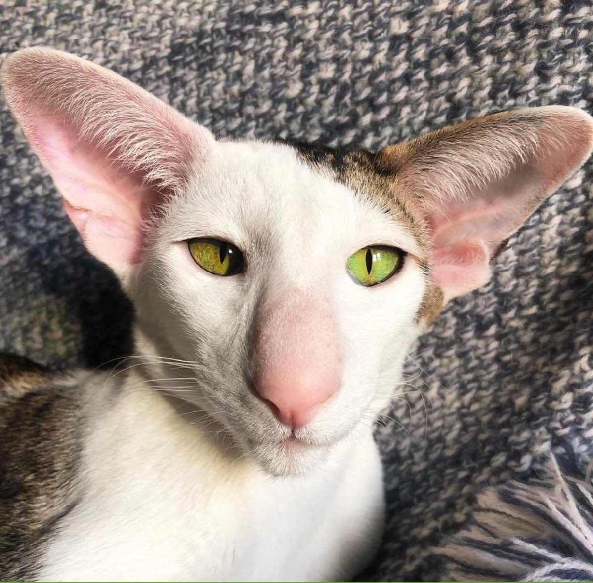 Ориентальная кошка котята