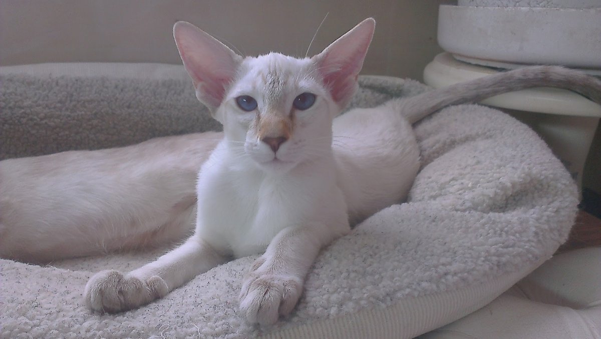 Ориентальная короткошерстная