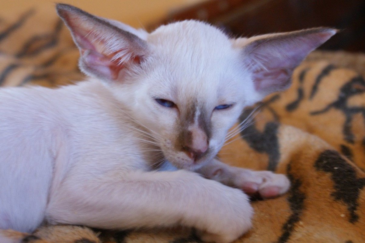 Ориентал белый сиамский