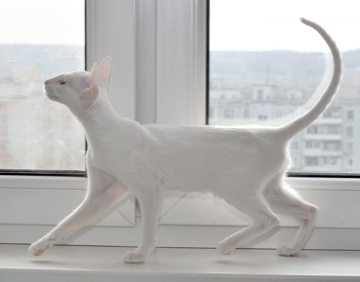 Ориентальная короткошерстная