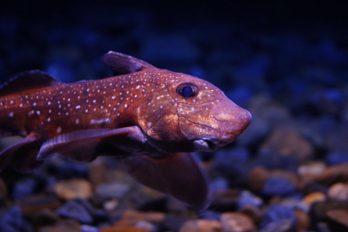 Крылатая Химера рыба