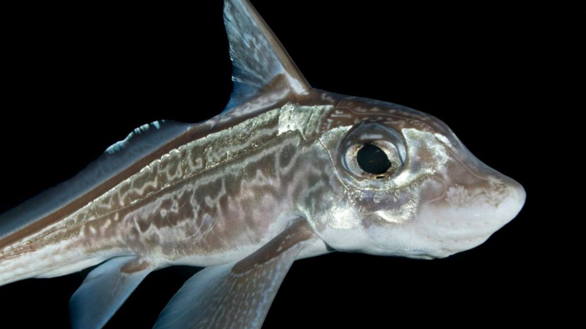 Lagocephalus sceleratus рыба