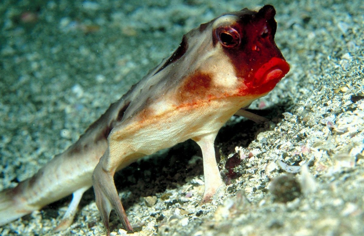 Chimaera monstrosa Linnaeus