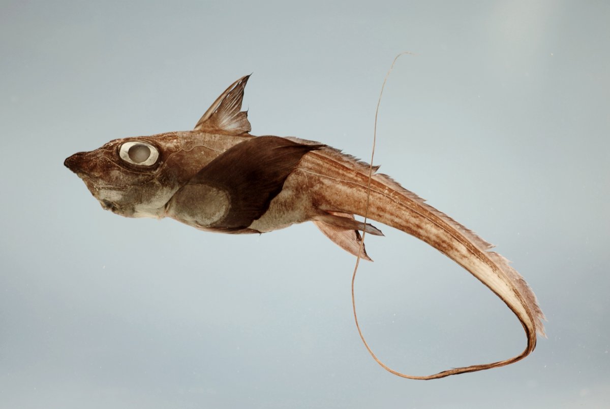 Chimaera monstrosa Linnaeus