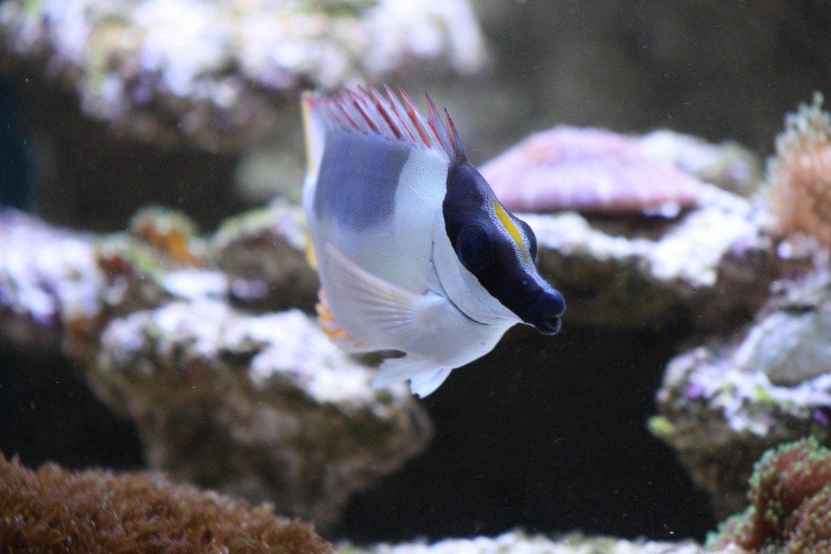 Химера тушка морской заяц