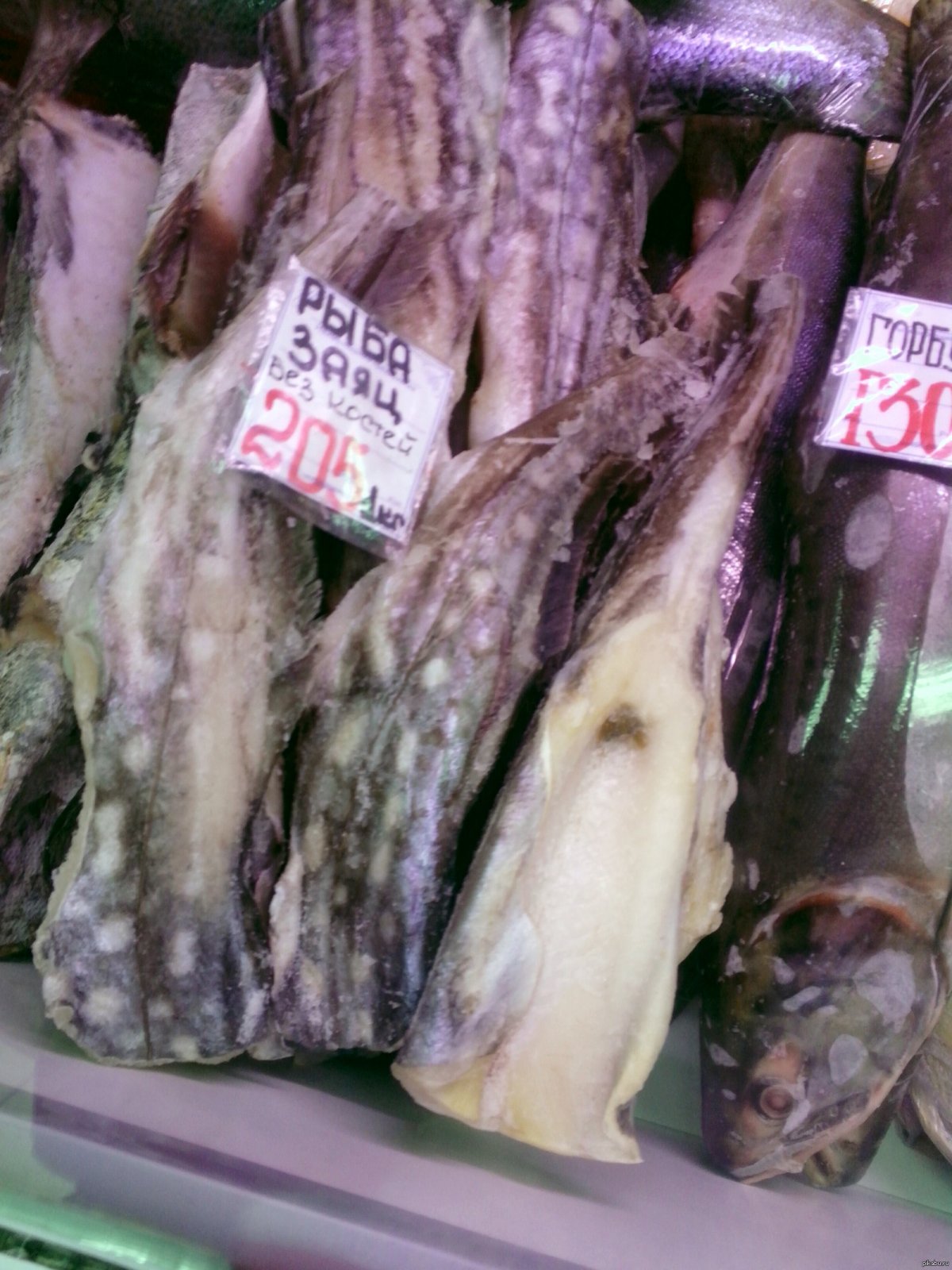 Рыба кролик (Siganus corallinus)