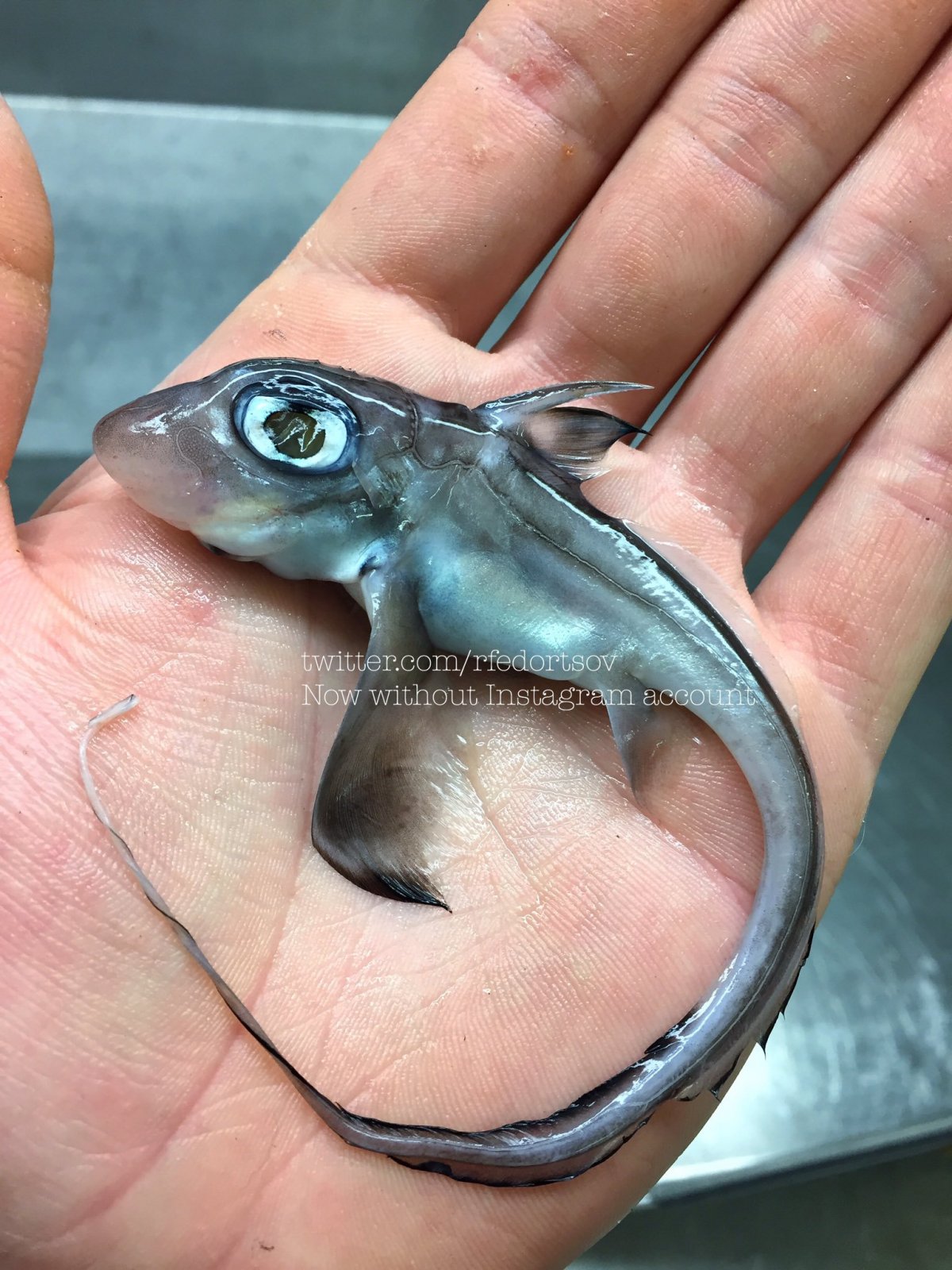 Европейская Химера строение