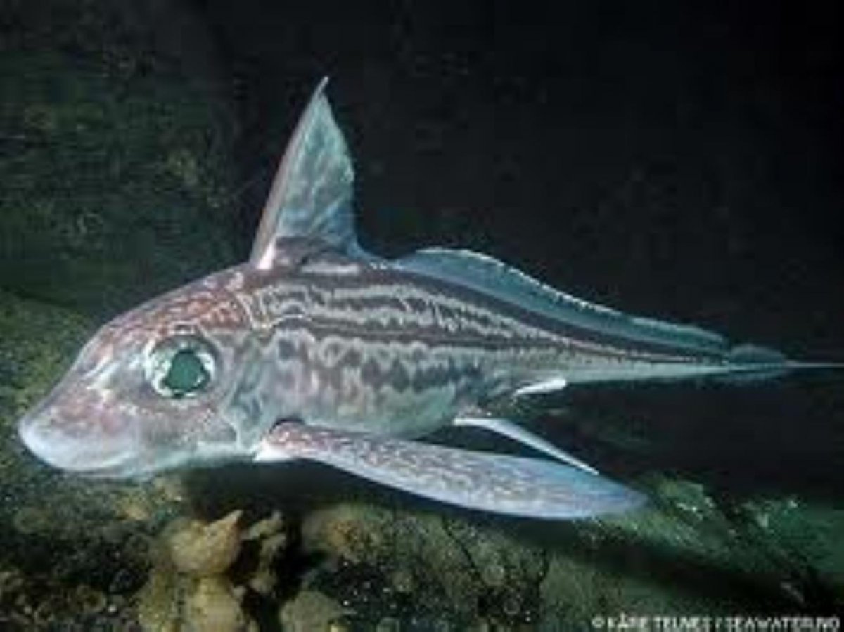 Европейская Химера рыба