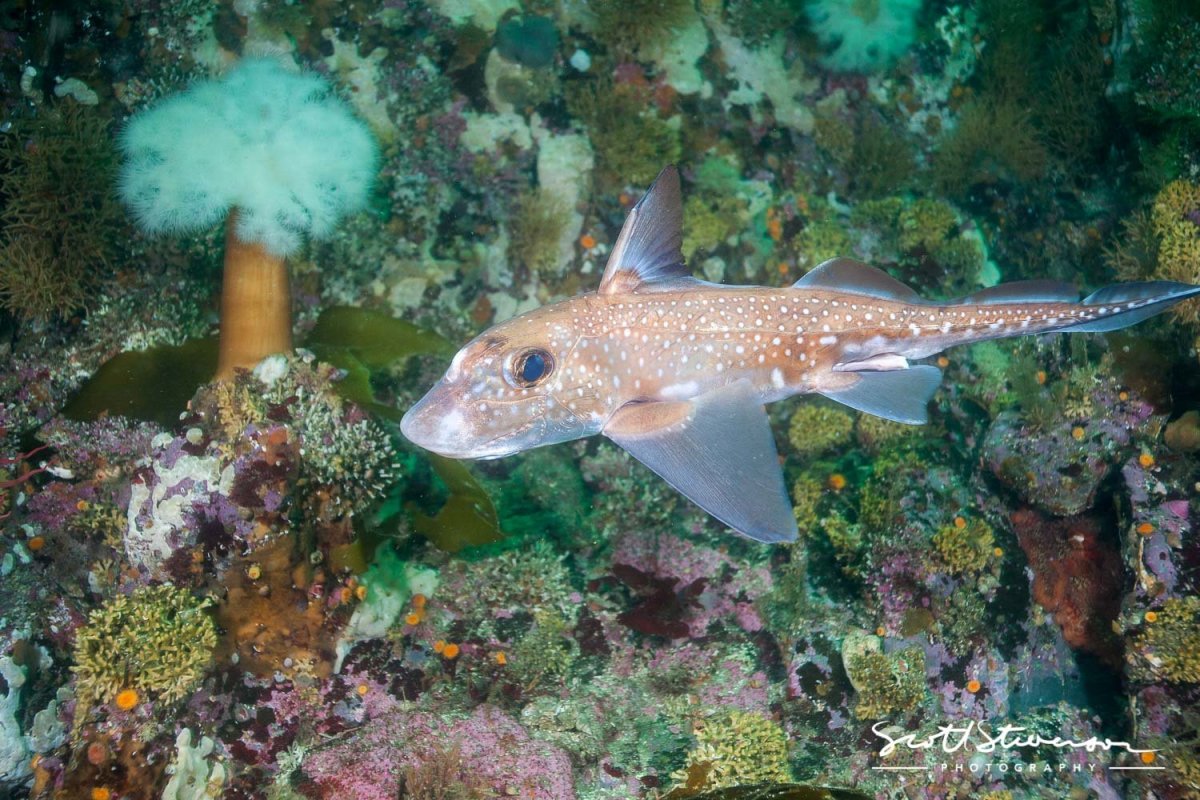 Chimaera monstrosa