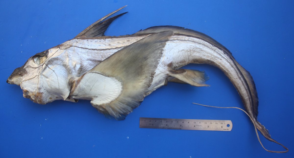 Широконосая Химера