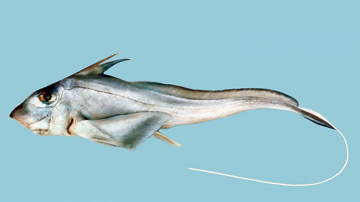 Морской кролик рыба