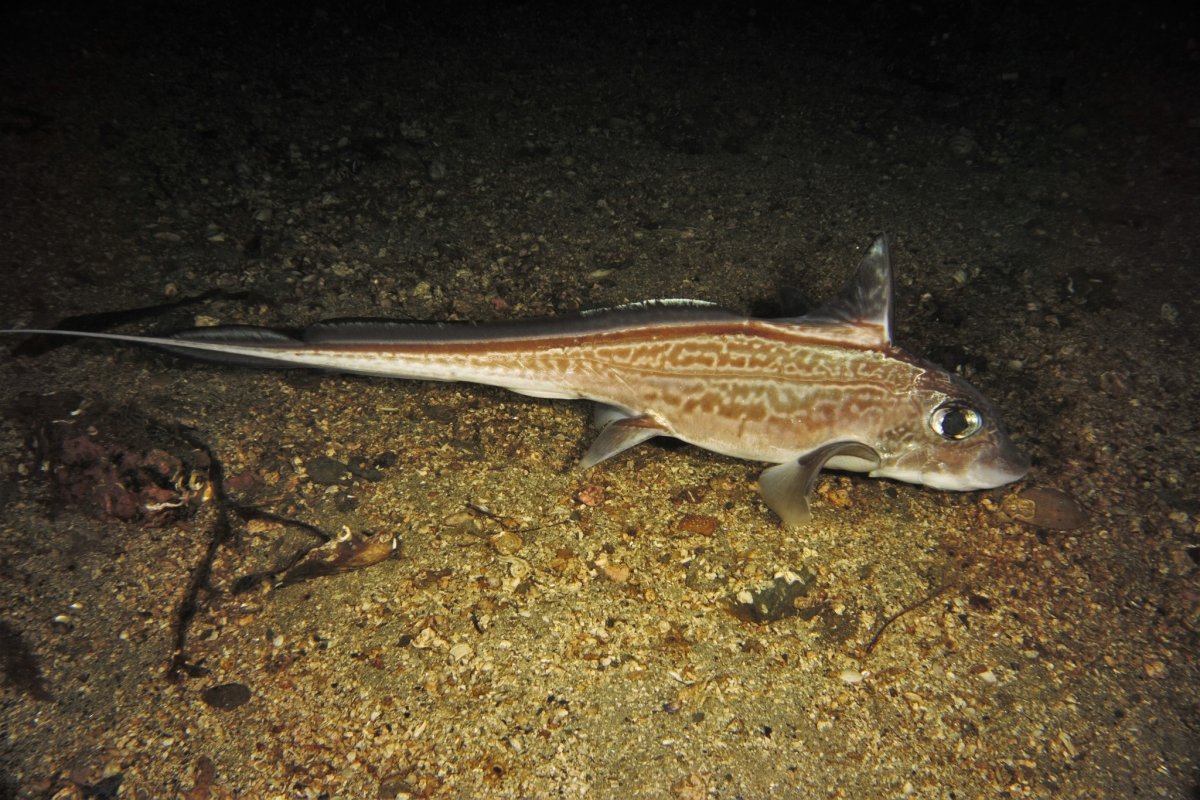 Рыба-серебряный паровоз Takifugu rubripes