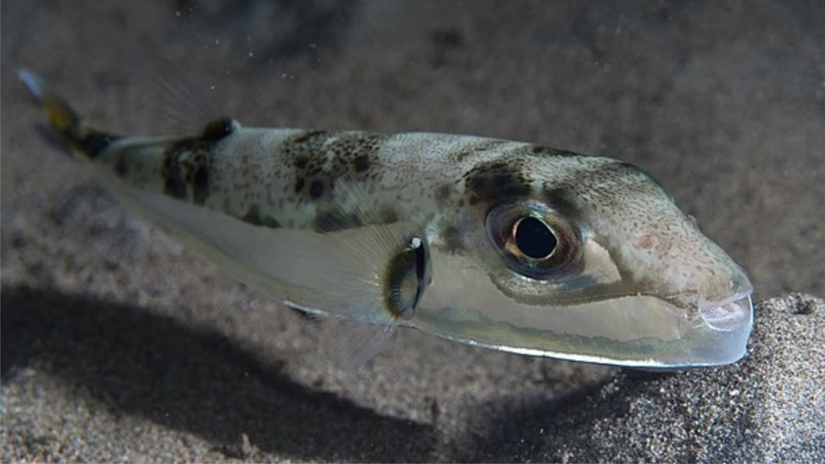 Акула призрак Химера