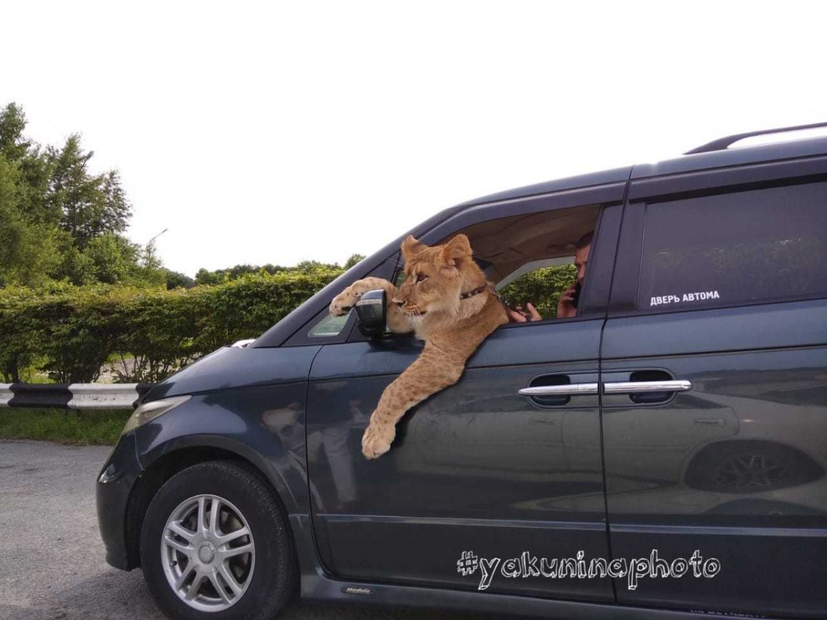 Лев на задних лапах машина