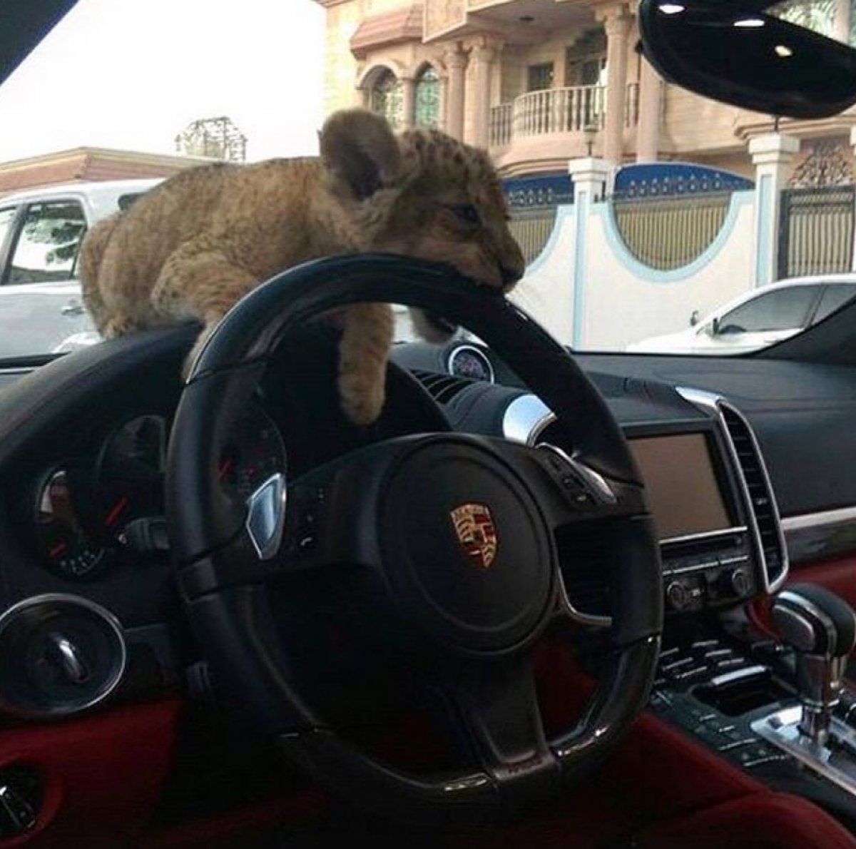 Львенок в автомобиле