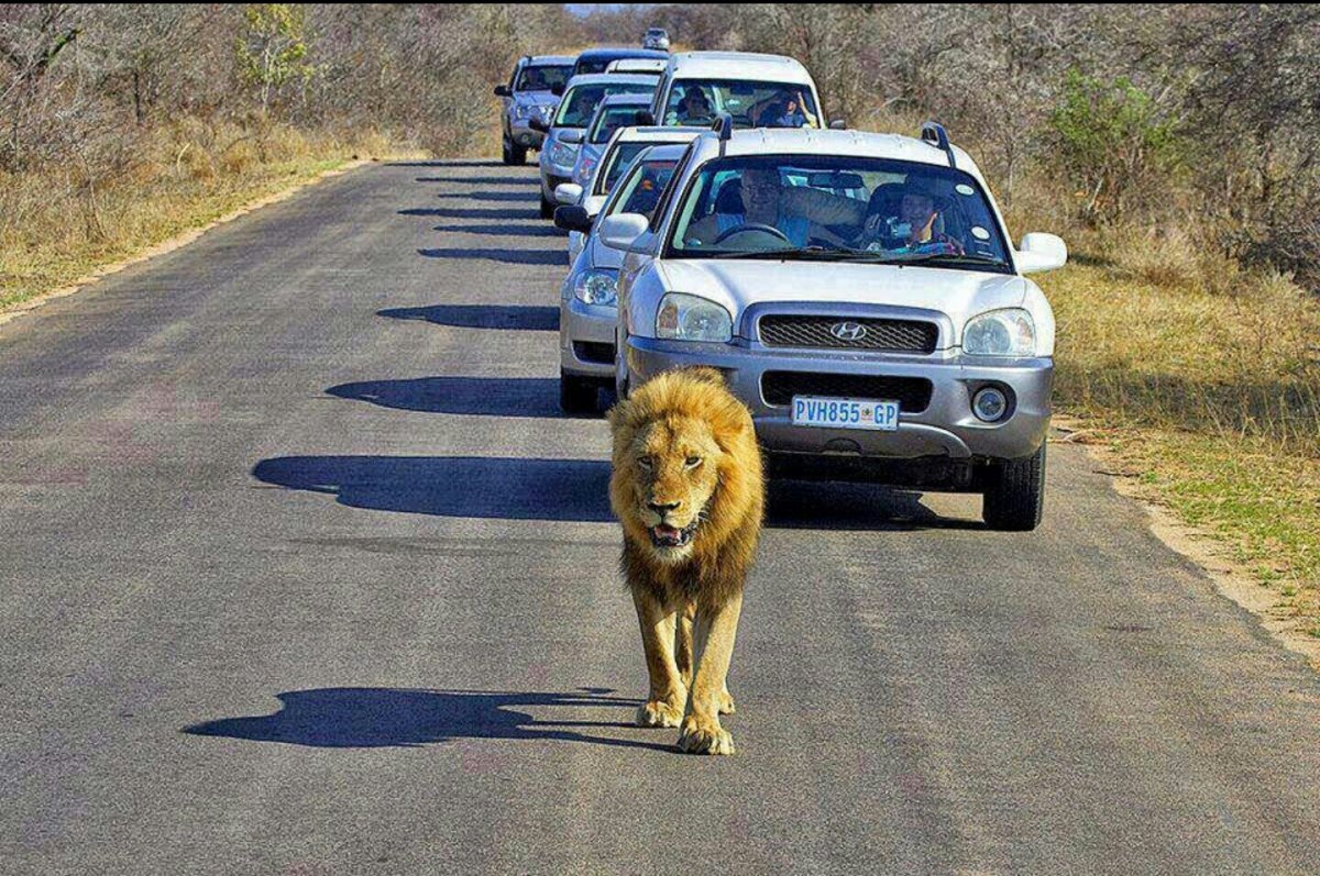 Лев в машине