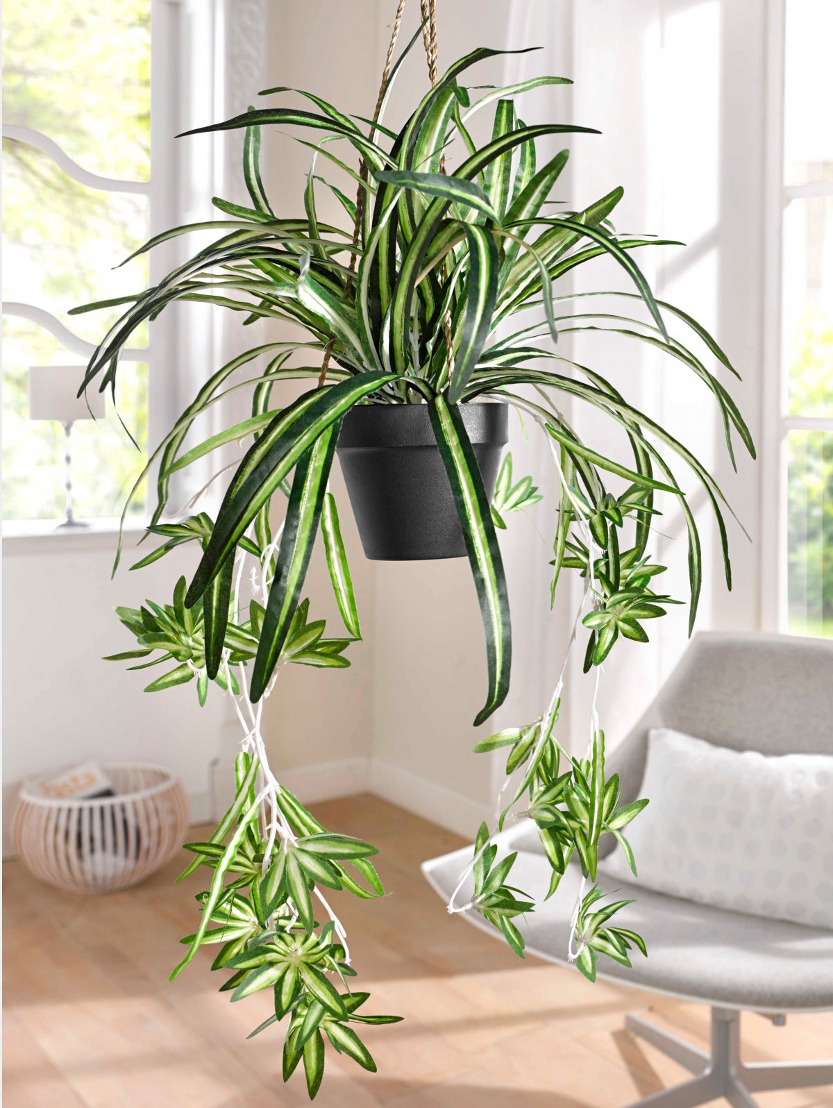 Хлорофитум паучок