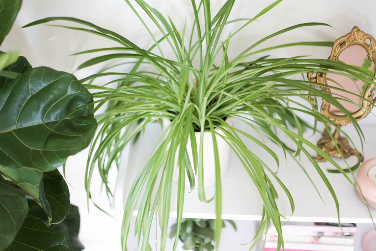 Паук на комнатных растениях