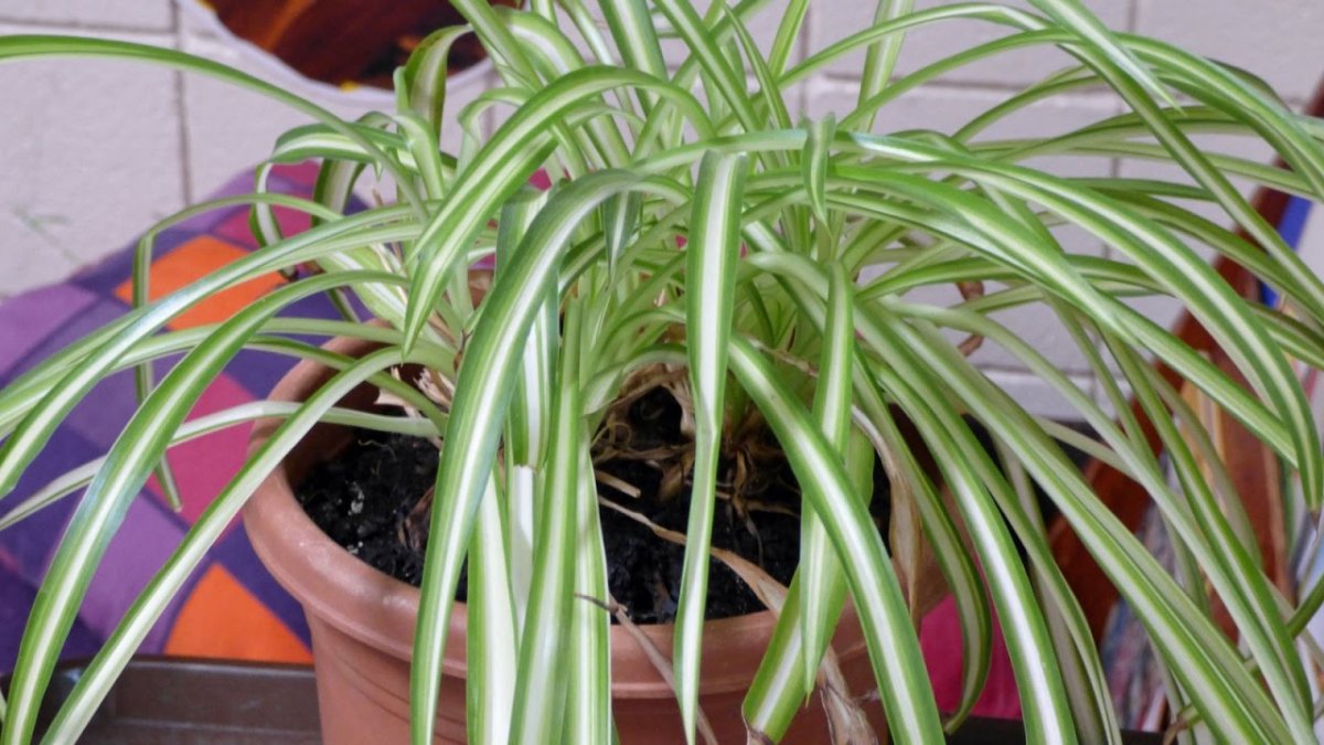 Традесканция Нанук ( Tradescantia » Nanouk «)