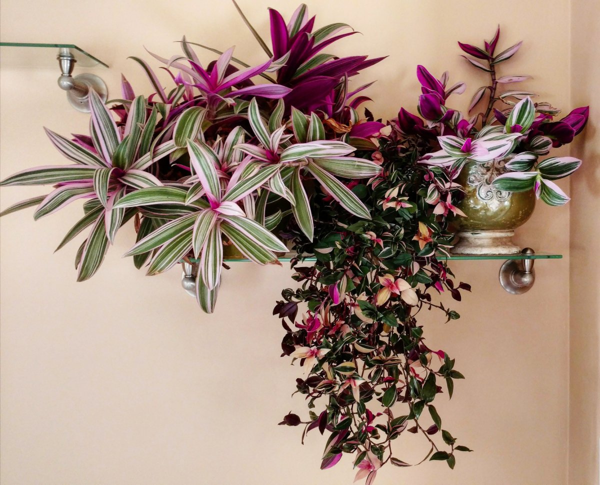 Хлорофитум comosum