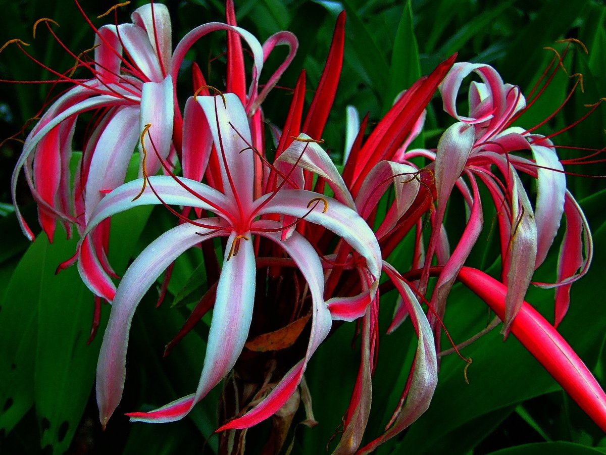 Хлорофитум хохлатый vittatum