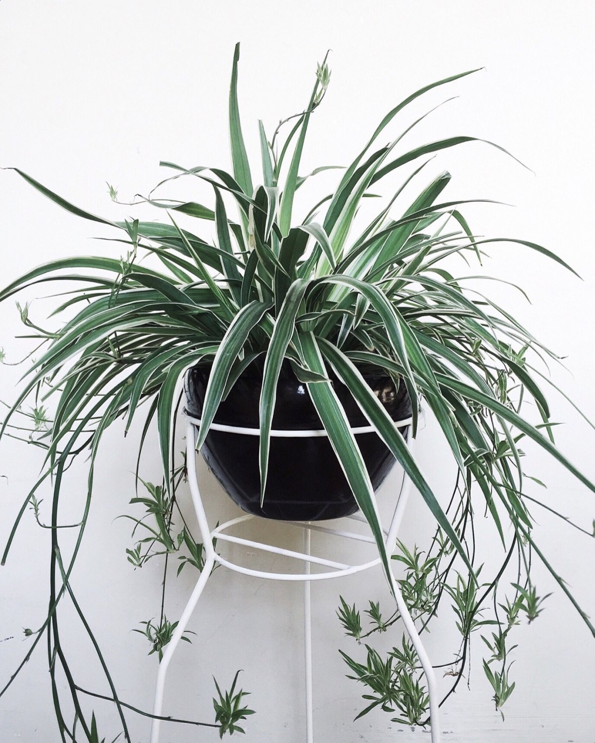 Хлорофитум Капский Chlorophytum capense