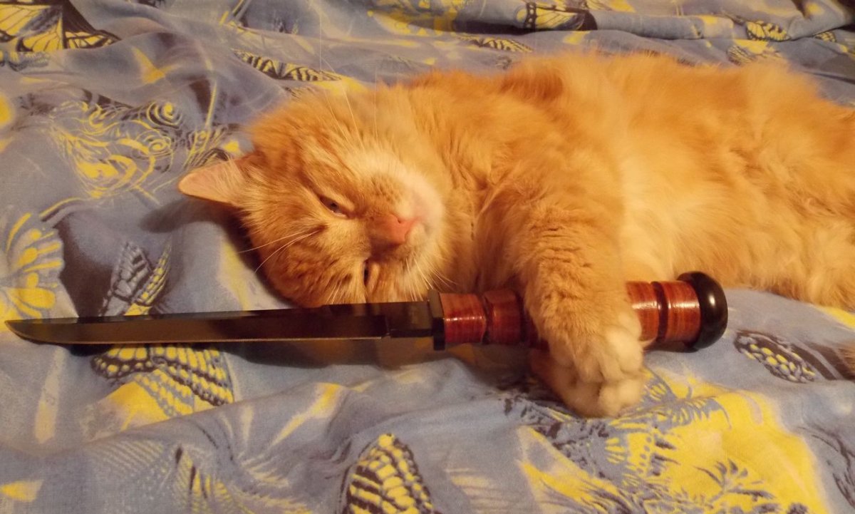 Кот с ружьем