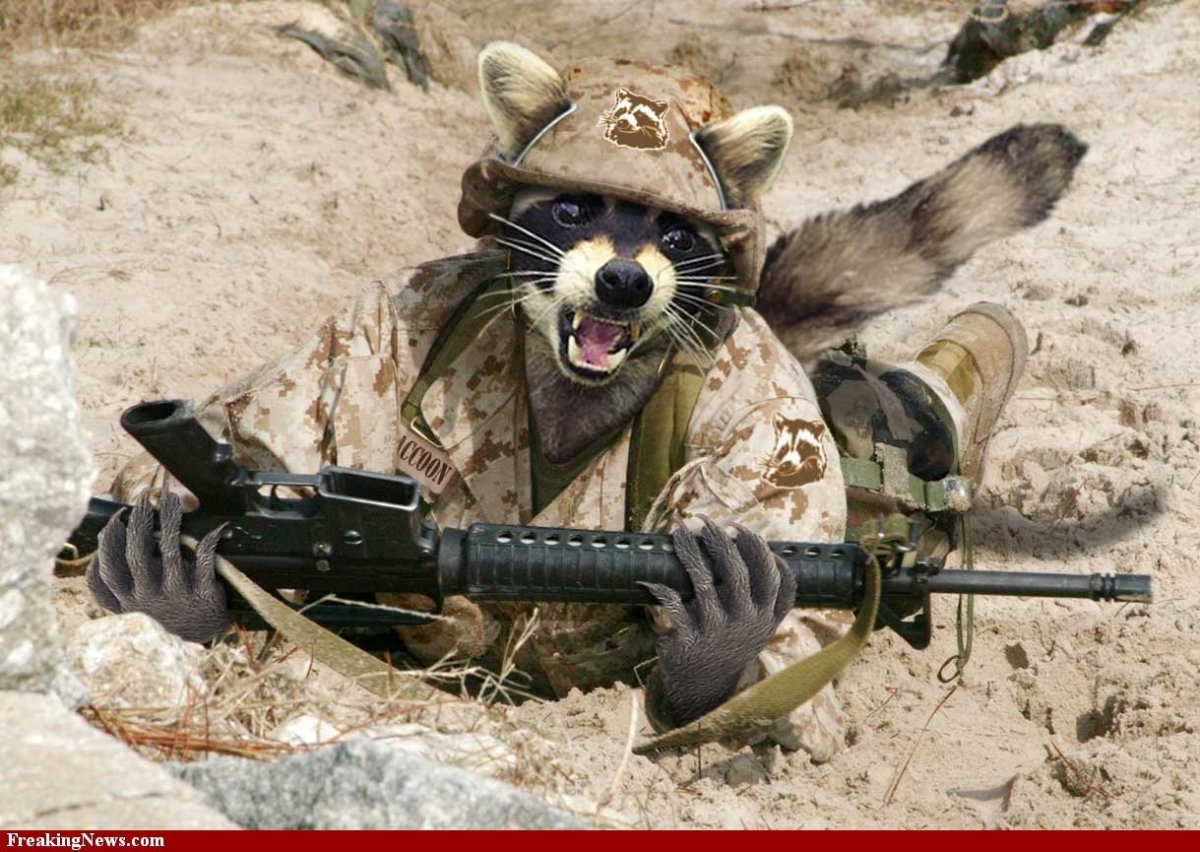 Кот с пистолетом