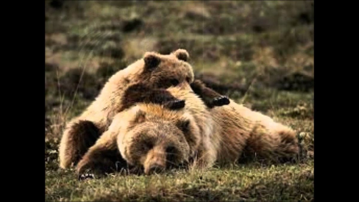 Брачные игры медведей