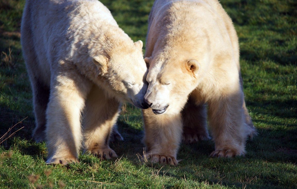 Девочка и медведь