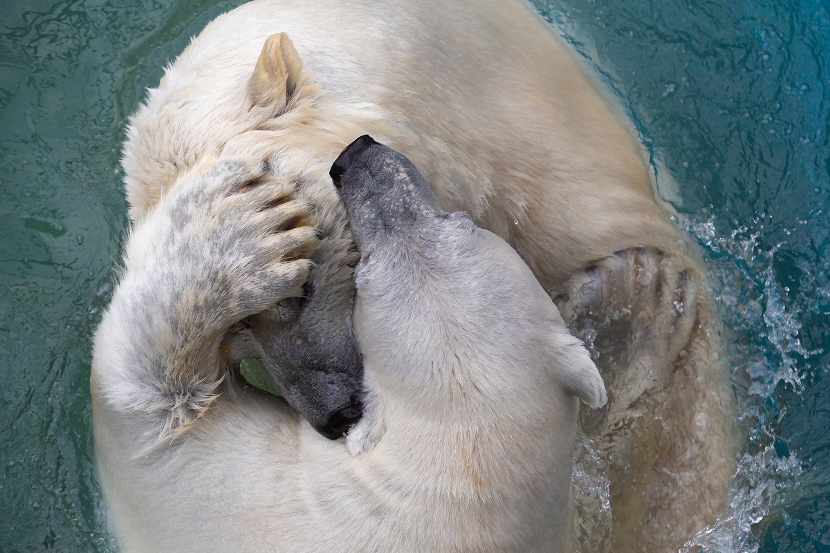 Мишка который влюбился