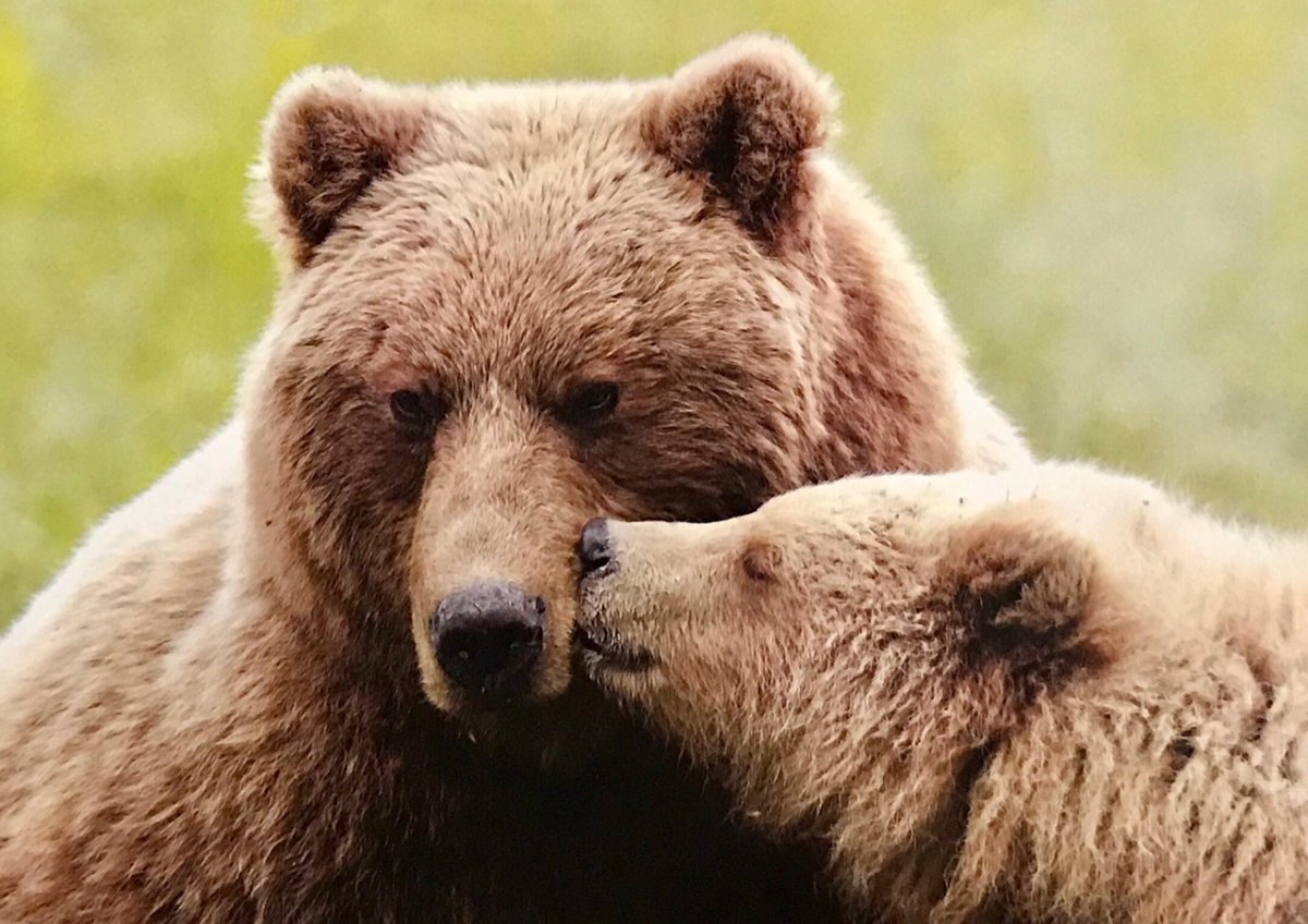 Медведи любовь