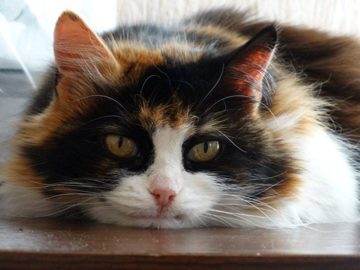 Кошка породы Калико