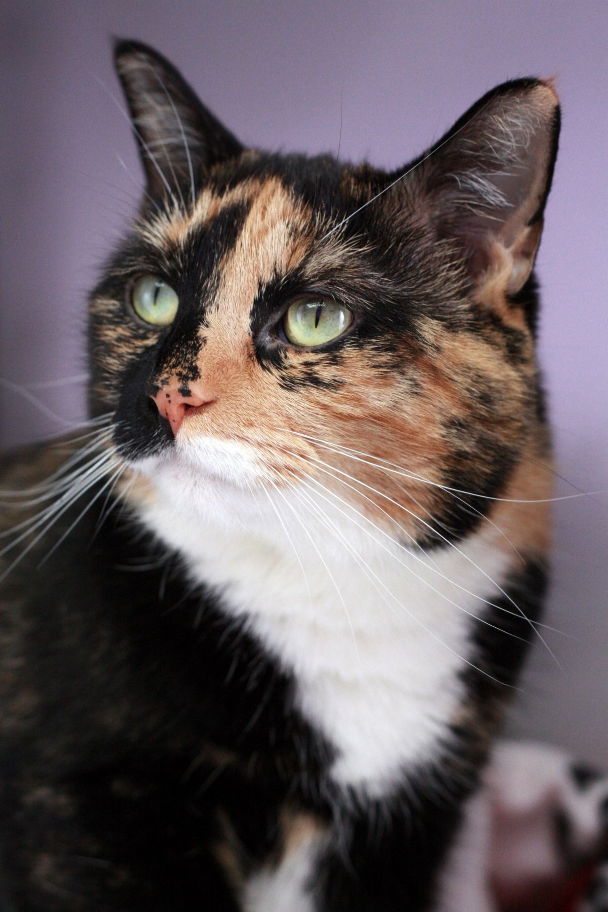 Алиса Тейт иллюстратор