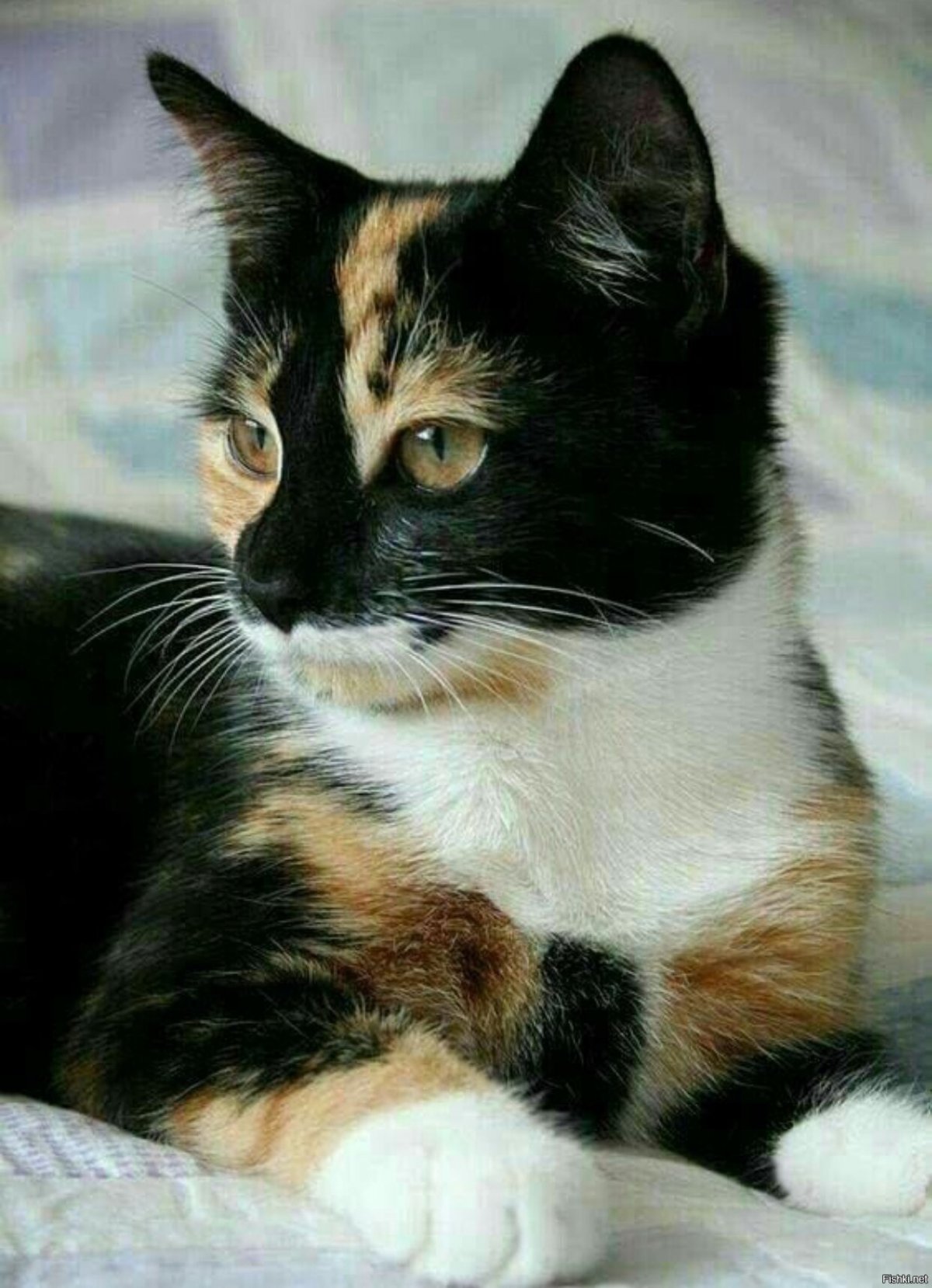 Сибирская кошка трехцветная черепаховая