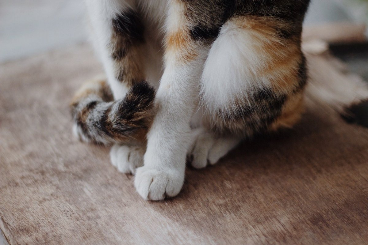 Старбакс арт с котами