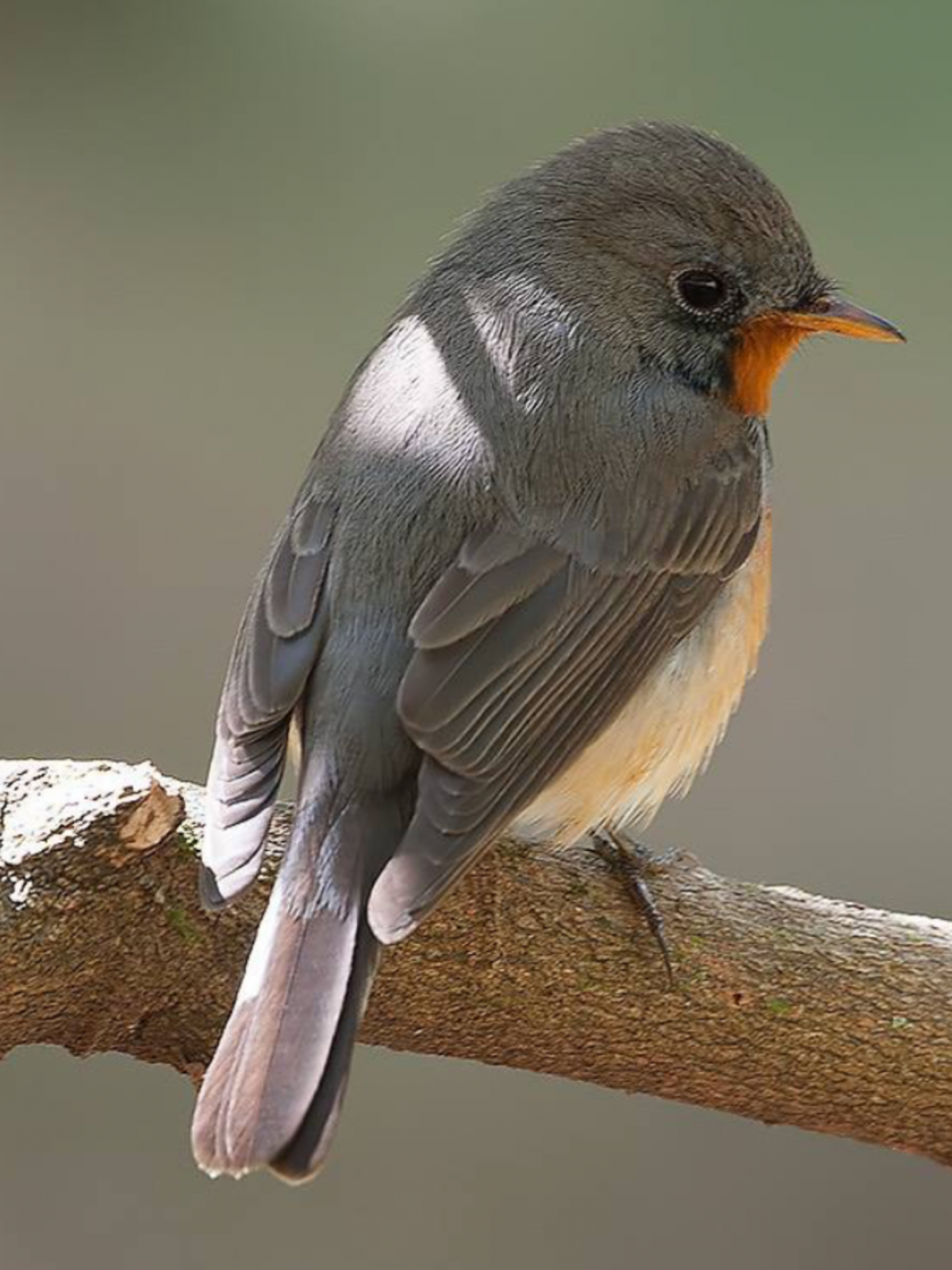 Серая маленькая птичка фото