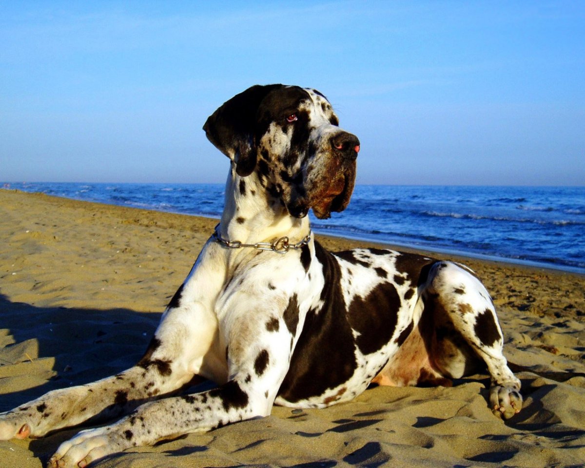 Немецкий дог рекордсмен