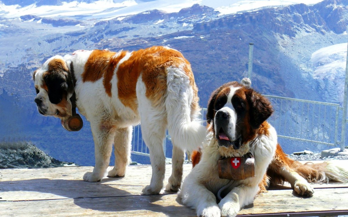 Большая собака