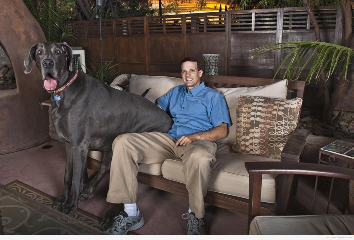 Самый лучший пес в мире