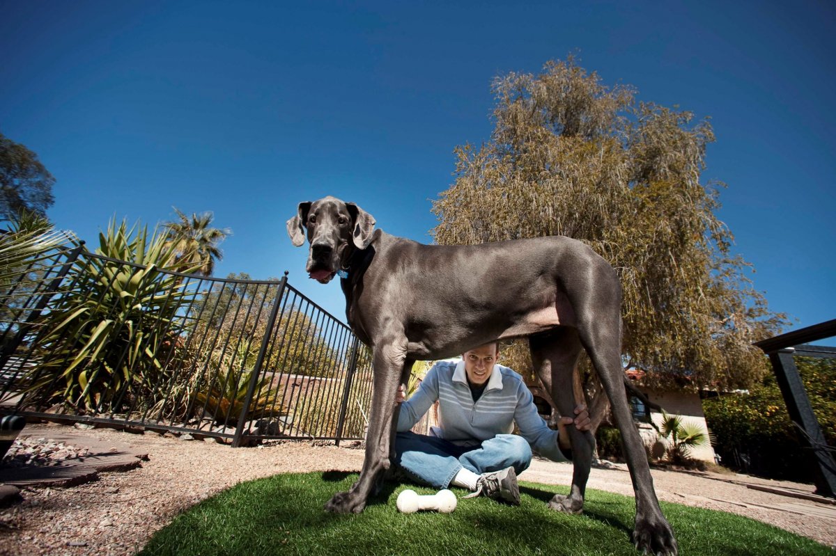 Английский мастиф коричневый