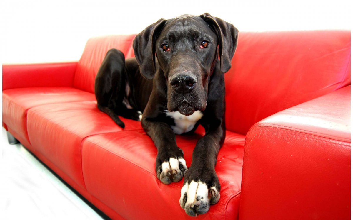 Немецкий дог Зевс