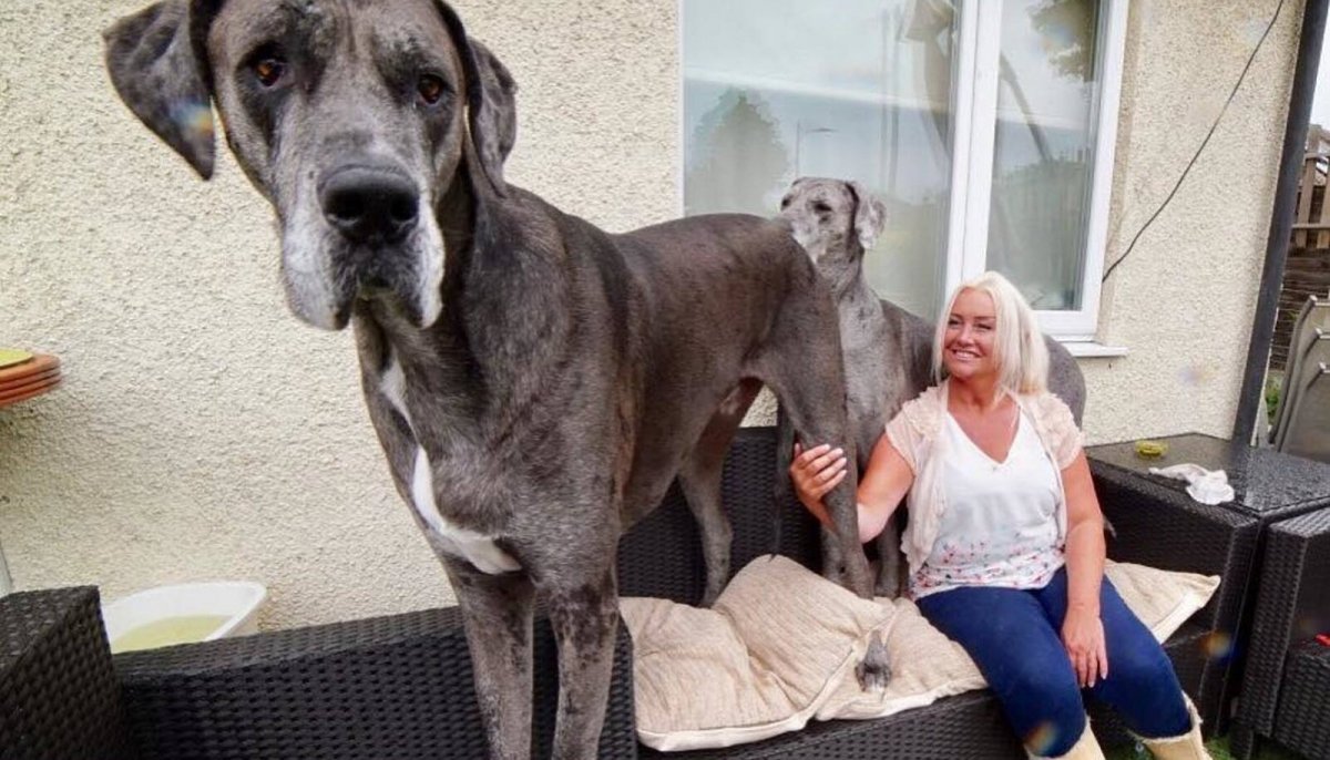 Датский дог рост